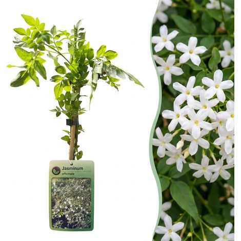 Lot de 4 Jasmins Grimpants Jasminum Officinale Plante Parfumée Jardin Ø 9 cm H 35 cm (1/5)