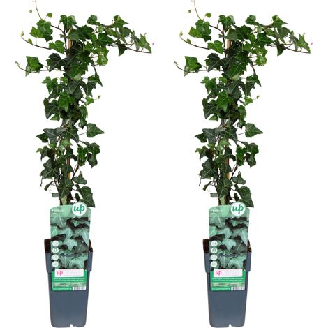 Lot de 2 Lierres Communs (Hedera helix) - Plante Verte Grimpante - Ø15 cm - Hauteur 65 cm - PANGIVO