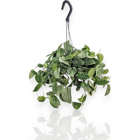 Gardenaria Scindapsus pictus 'Silvery Ann' - Pianta da interno ornamentale - Altezza: 20 cm (vaso 14) (1/5)