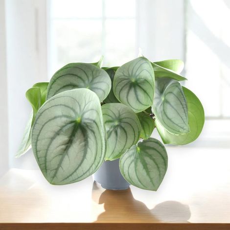 Gardenaria Peperomia watermelon big - Pianta da interno ornamentale - Altezza: 25 cm (vaso 14) (1/5)