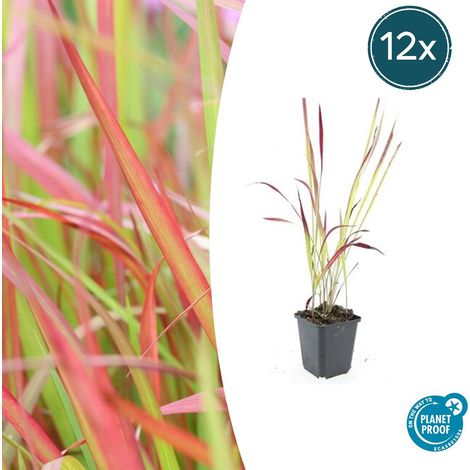 Lot de 12 Imperata cylindrica Herbe à sang japonaise Plante Ornementale Rouge 10-25 cm Ø 9 cm - PANGIVO (1/5)