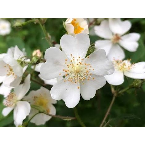 rosa multiflora (rose) 3 talee/cuttings  white