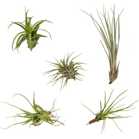 Lot de 5 Tillandsias Assortis Plantes Aériennes Décoratives Pot 6 cm Hauteur 6 cm - PANGIVO (1/5)