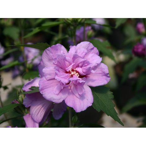Ibisco cinese "Hibiscus syriacus Ardens" Ibiscus pianta in vaso ø9 cm