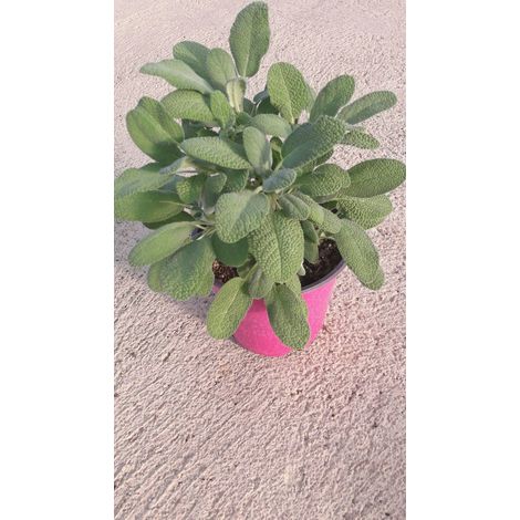 N. 4  PIANTE  DI SALVIA  vaso 14 cm  (foto reali) aromatica