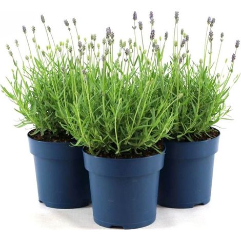 Lavanda "Lavandula angustifolia officinalis" 3 piante aromatiche in vaso ø14 cm