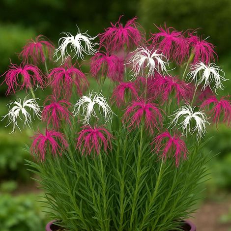 Pépinières Naudet – Oeillet hybride 'Dancing Geisha' – Plante vivace fleurie – Floraison rose vif parfumée – Hauteur 20-30 cm – Idéal en bordure et rocaille