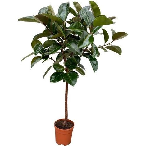Ficus Elastica Robusta sur Tronc Plante Verte d'Intérieur Caoutchouc Vert Foncé 120 cm Ø 24 cm - PANGIVO (1/2)