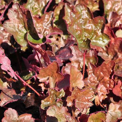 4 x Heuchère  - Heuchera 'Rachel'  - godet 9x9 cm