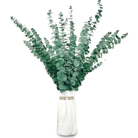 20 Pièces Eucalyptus Seches Naturel Fleurs Séchées Tiges d'Eucalyptus Véritable et conservées de 43cm, pour Composition Florale, Décoration de Mariage la Maison, 65/R16 (1/5)