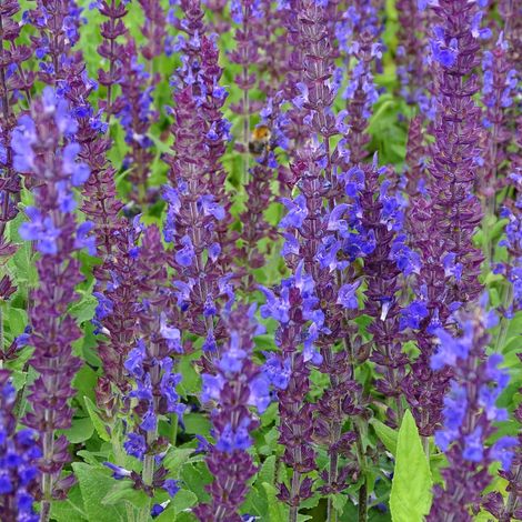 Sauge nemorosa 'Blaukönigin' Pot de 2L/3L