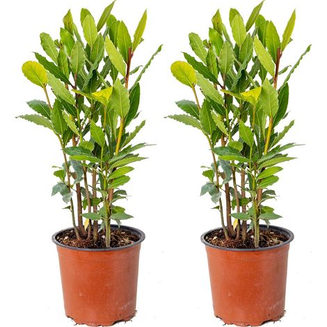 Lot de 2 plants de Laurus nobilis (Laurier noble) - Plante de jardin - Rustique - Hauteur : 40-50 cm - Pot de 15 cm (1/5)