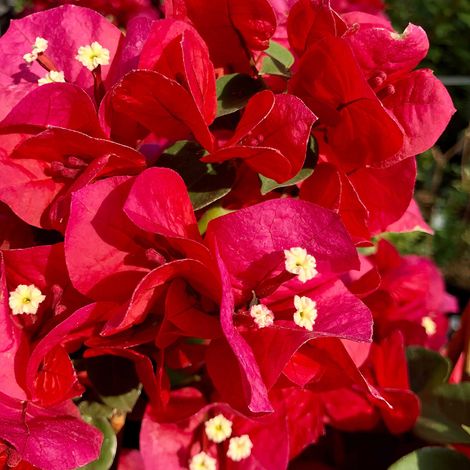 Bougainvillée spectabilis Pot de 2L/3L