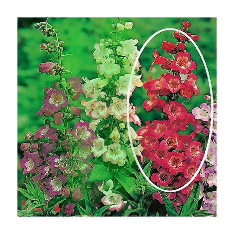 PENSTEMON LE PHARE - 2 GODETS