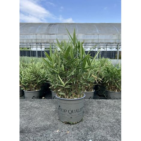 Gardenaria Bambù Nano Fortunei - Pleioblastus fortunei - Bambù ornamentale da esterno - Altezza: 30 cm (vaso 16) (1/3)