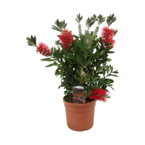 Callistemone "Callistemon leavis" pianta in vaso 19 cm