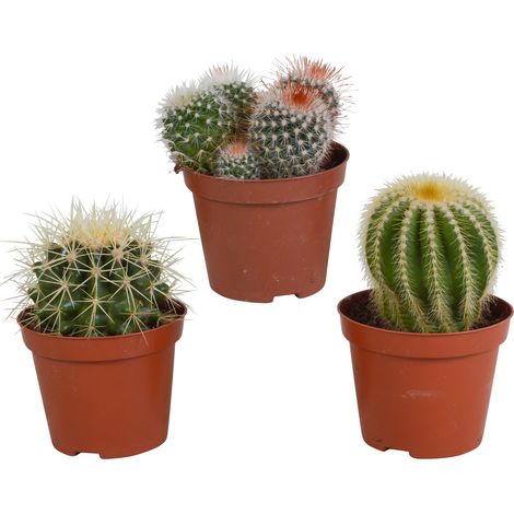 Mélange de 3 Cactus Sphériques en Boule pour Décoration Intérieure, Ø 8,5 cm, Sans Pot - PANGIVO (1/5)
