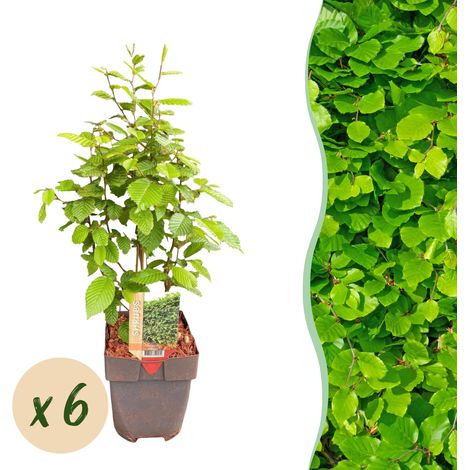 Carpinus betulus Charme Commun pour Haie de Jardin Feuillage Vert Lot de 6 Plantes 55 cm - PANGIVO (1/5)