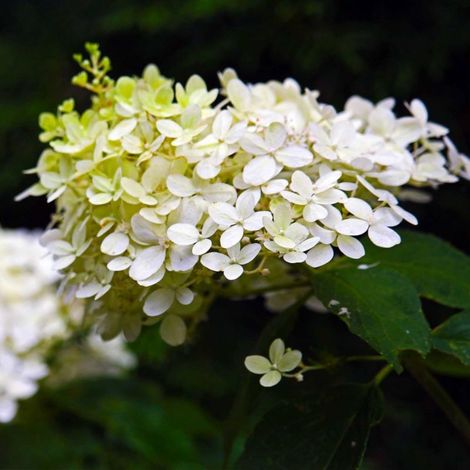 Hortensia Paniculé 'Dentelle De Gorron' (Hydrangea Paniculata)