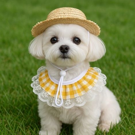 Un chapeau de paille pour chiens et chats, un bavoir en dentelle jaune et un chapeau rustique pour animaux de compagnie à motif d'oie. (1/5)