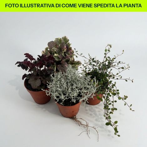 Autunno Misto - Offerta 3 Varietà Di Piante Perenni in vaso da 7-8-9cm