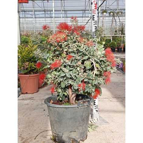 Métrosidéros Metrosideros Thomasii Pot 40 cm Persistant à Fleurs (1/3)