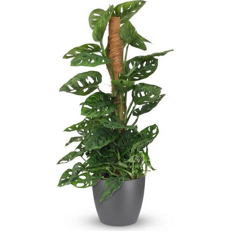 Plante Verte d'Intérieur Monstera Adansonii Monkey Mask sur Tuteur Mousse avec Pot Gris 90 cm - PANGIVO (1/5)