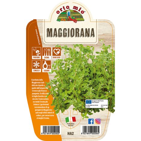MAGGIORANA IN VASO 14CM
