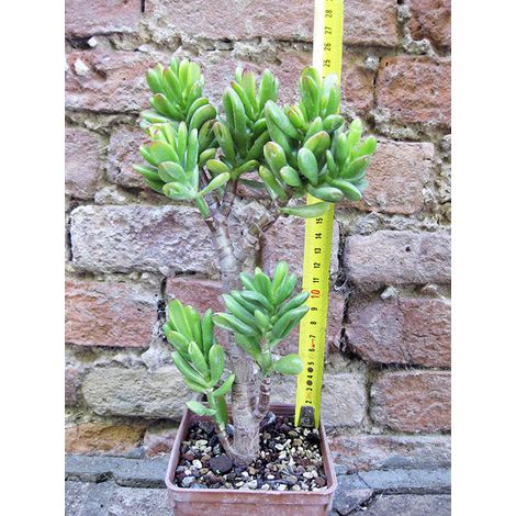 Crassula hobbit 30 cm, cactus, pianta grassa