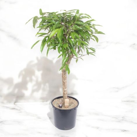 Gardenaria Ficus binnendijkii 'Amstel king' - Pianta da interno ornamentale - Altezza: 130 cm (vaso 30) (1/5)
