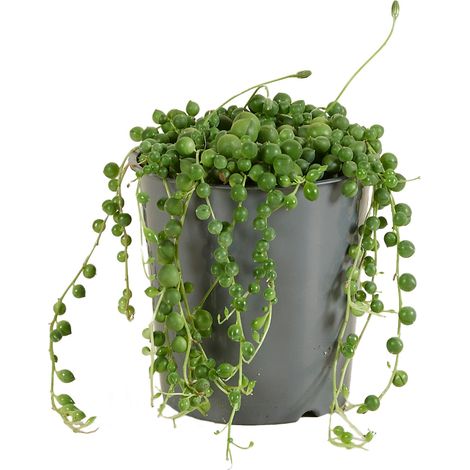 Bloomique - Senecio Rowleyanus - Plante de pois - Plante suspendue - Plantes d'intérieur - Facile d'entretien - Hauteur 10-15 cm - Pot 12 cm