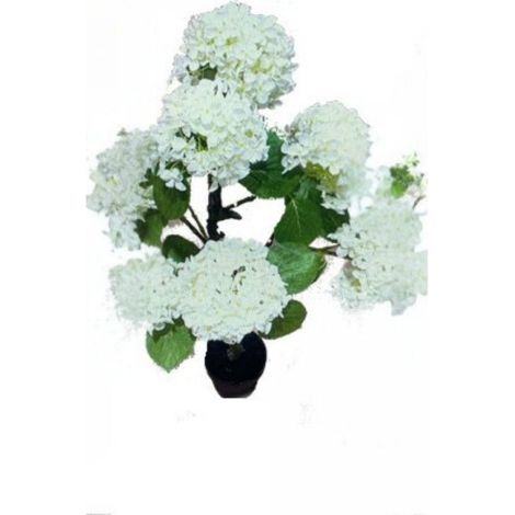 Pianta ornamentale Ortensia colore bianco 150H con vaso