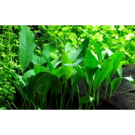 Aquarium Pflanze Anubias barteri angustifolia Nr.301C