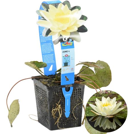 Bloomique - Nymphaea Marliacea Chromat - Nénuphar - Jaune - Plantes de bassin - Plantes aquatiques - Rustique - Hauteur 10-20 cm - Pot 11 cm
