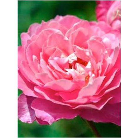 Rosier Thé moderne 'Sylvie Vartan' Pot de 4L/5L