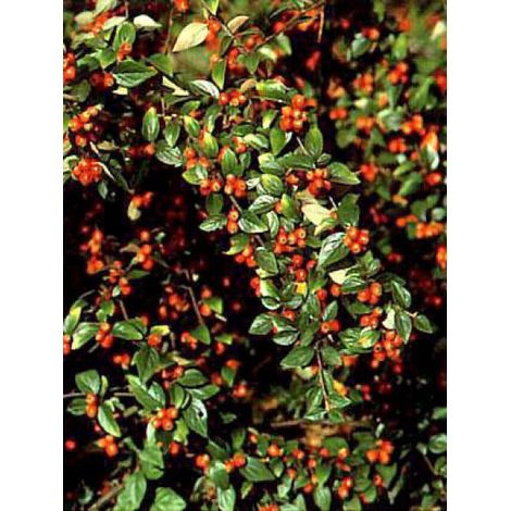 Cotonéaster de Franchet Pot de 7,5L/10L (1/2)