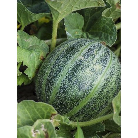Melon 'Ananas d'Amérique' le sachet de 15 graines (1/2)