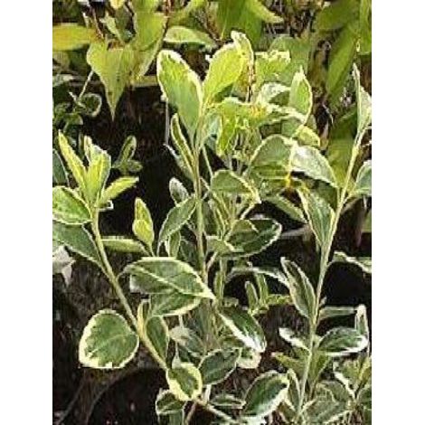Fusain du Japon 'President Gauthier' Pot de 7,5L/10L (1/2)