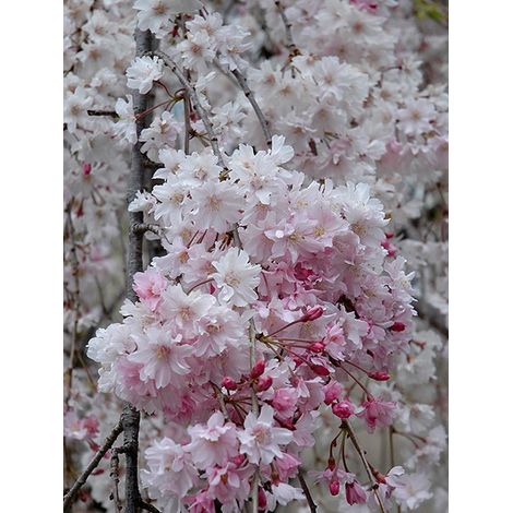 Cerisier du Japon 'Pendula' Pot de 7,5L/10L, Tige de 130 cm (1/2)