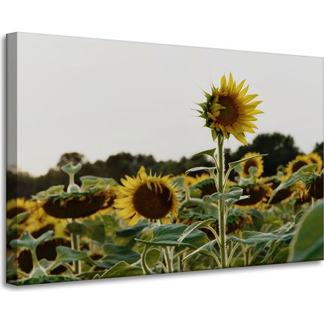 Leinwanddruck Botanik Sonnenblumenfeld 90x60