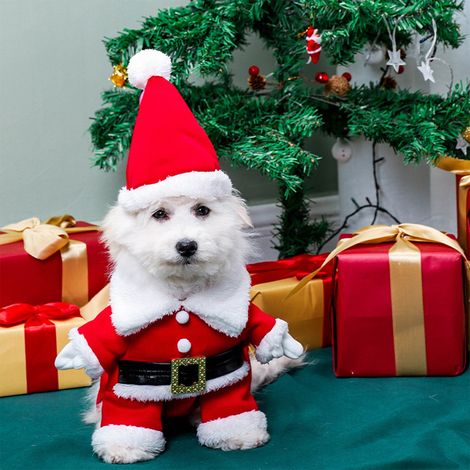 Robe De Noel - Costume Chien Chat - Cape Et Bonnet De Père Noël En Velours Rouge - Pour Chiots Et Chats - Taille Unique 35 cm (1/5)