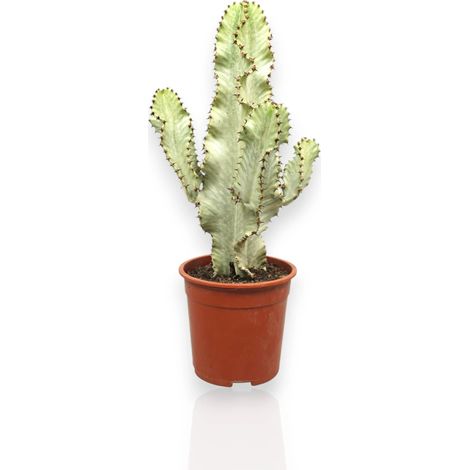 Gardenaria Euphorbia ingens - Pianta da interno ornamentale - Altezza: 80 cm (vaso 17) (1/5)