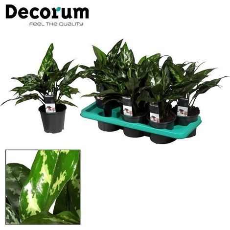 Aglaonema Maria - Plante Verte d'Intérieur Décorative Facile d'Entretien - Pot Ø 14 cm - 40 cm - PANGIVO