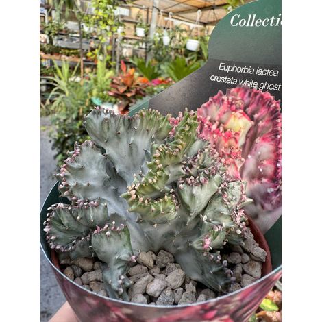 Pianta di euphorbia lactea crestata white ghost succulenta(pianta grassa)vaso 10 (1/3)