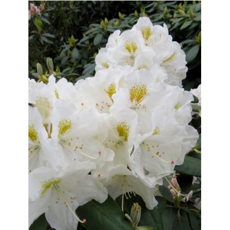 Rhododendron yakushimanum 'Porzellan' Pot de 3L/4L (1/2)