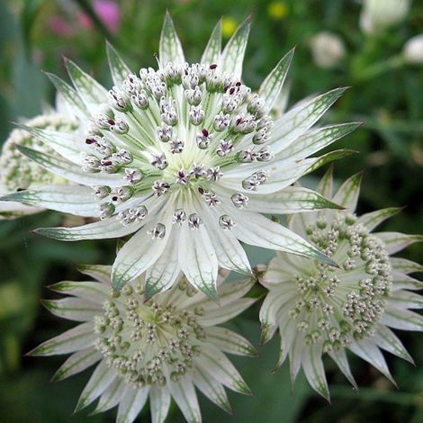 4 x Grande Astrance - Astrantia major  - godet 9x9 cm