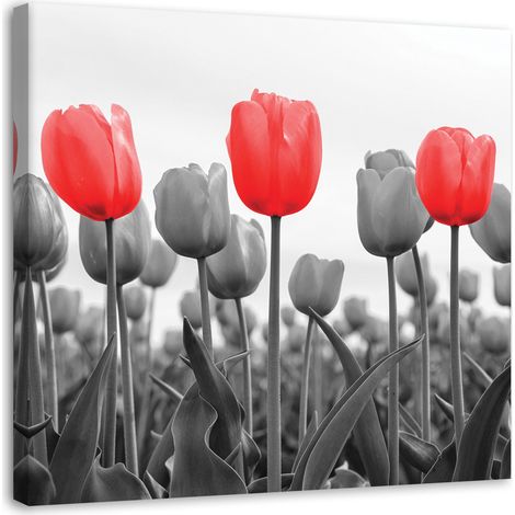 Quadro su tela, Tulipano rosso nel prato - 30x30 (1/5)