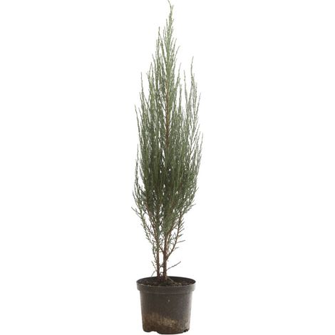 Genévrier des Rocheuses Blue Arrow - Juniperus scopulorum Blue Arrow 80/100cm