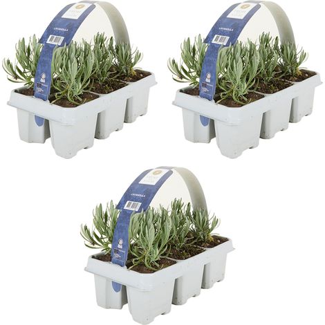 Bloomique - Lot de 3 - Lavandula angustifolia 'White' - Lavande blanche - Rustique - Parfumée - Pour balcon et jardin - Hauteur 10-20 cm - Motte 6 cm