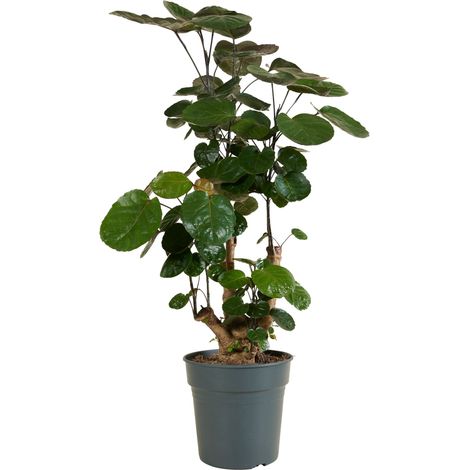 Bloomique - Polyscias Fabian - Aralia - Plantes d'intérieur - Purifiant l'air - Respectueux des animaux - Facile d'entretien - 80-100 cm de Haut - Pot 21cm